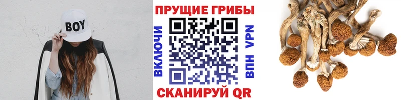 hydra ссылка  Урюпинск  Псилоцибиновые грибы ЛСД  где купить наркоту 